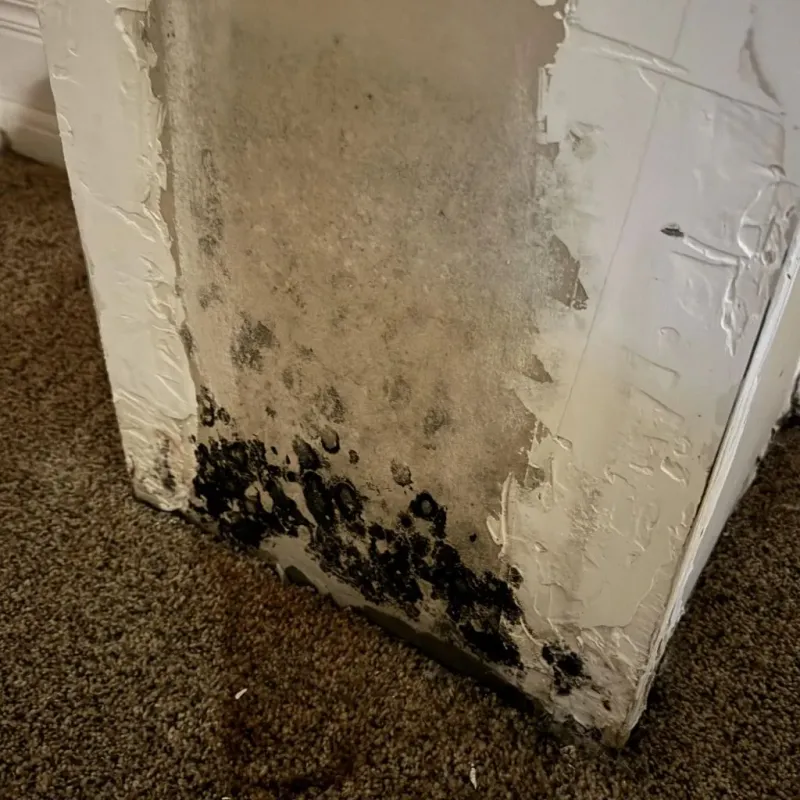 Professional Mold Removal in Morris County, NJ